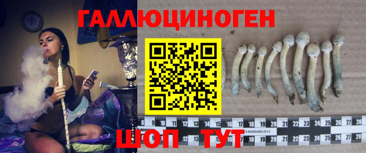 Псилоцибиновые грибы мицелий  Псилоцибиновые грибы Psilocybe  Белово 